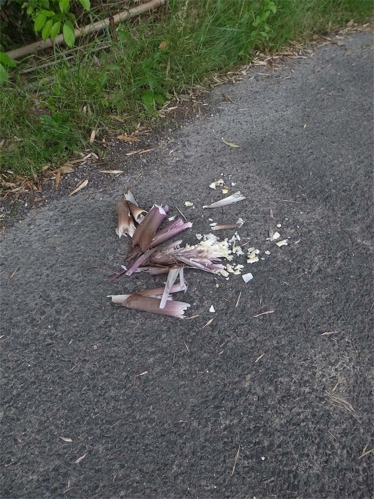 f:id:kosanikki:20200528180235j:image