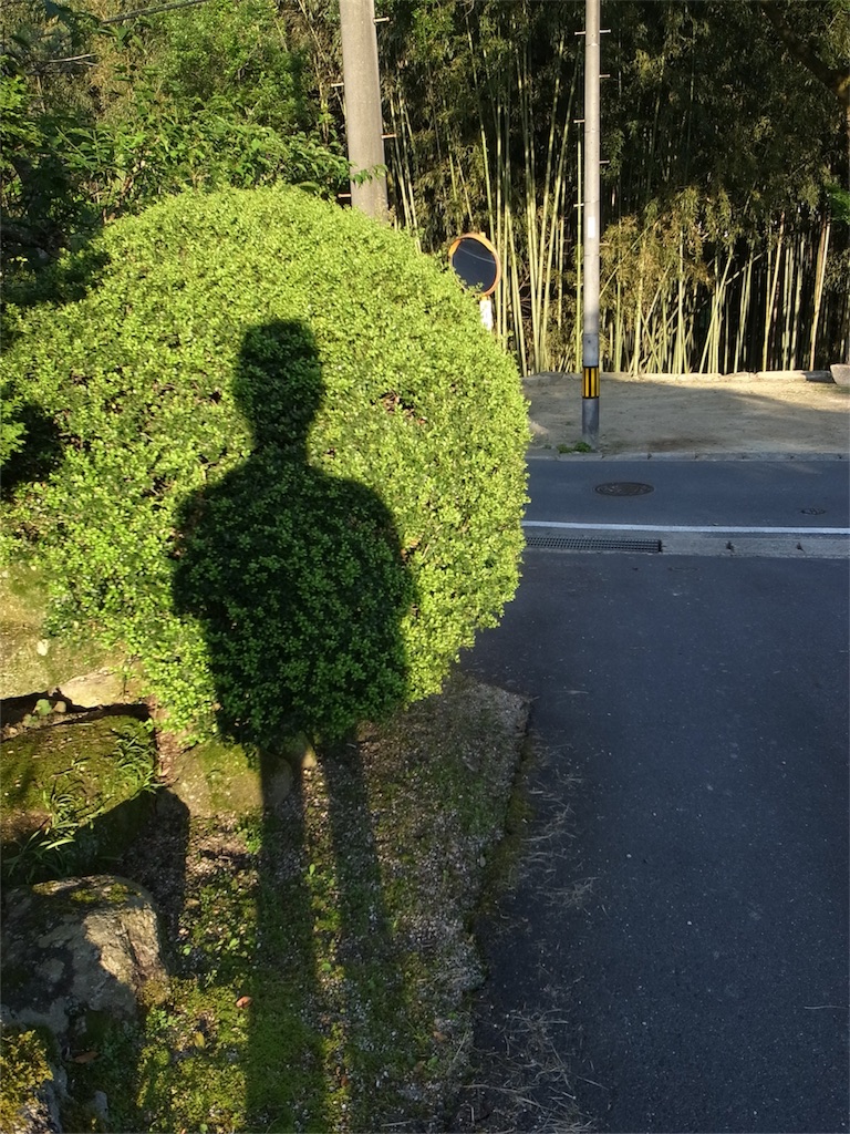 f:id:kosanikki:20200530125033j:image