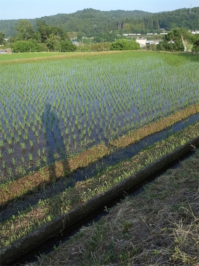 f:id:kosanikki:20200608181206j:image