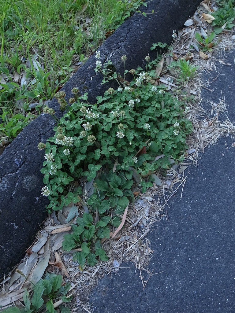 f:id:kosanikki:20200608181236j:image