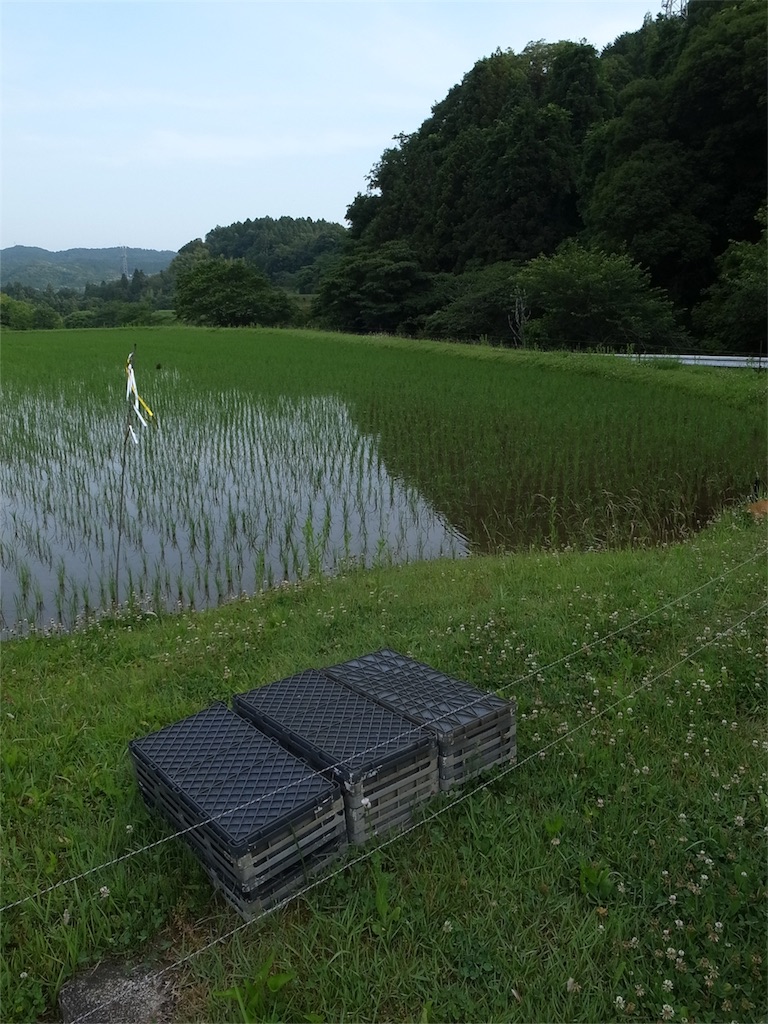 f:id:kosanikki:20200609181249j:image