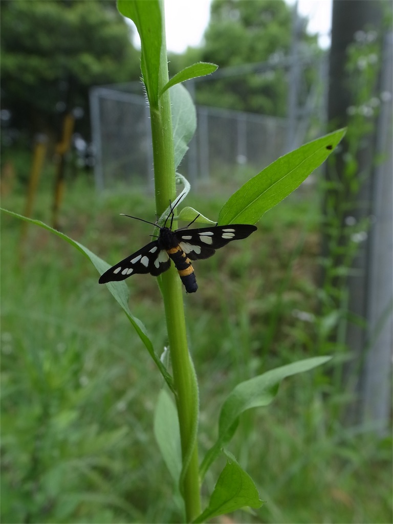 f:id:kosanikki:20200609181251j:image