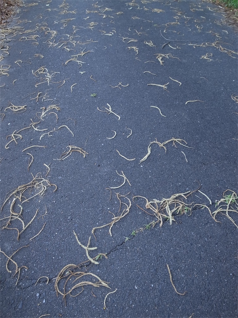 f:id:kosanikki:20200617182914j:image