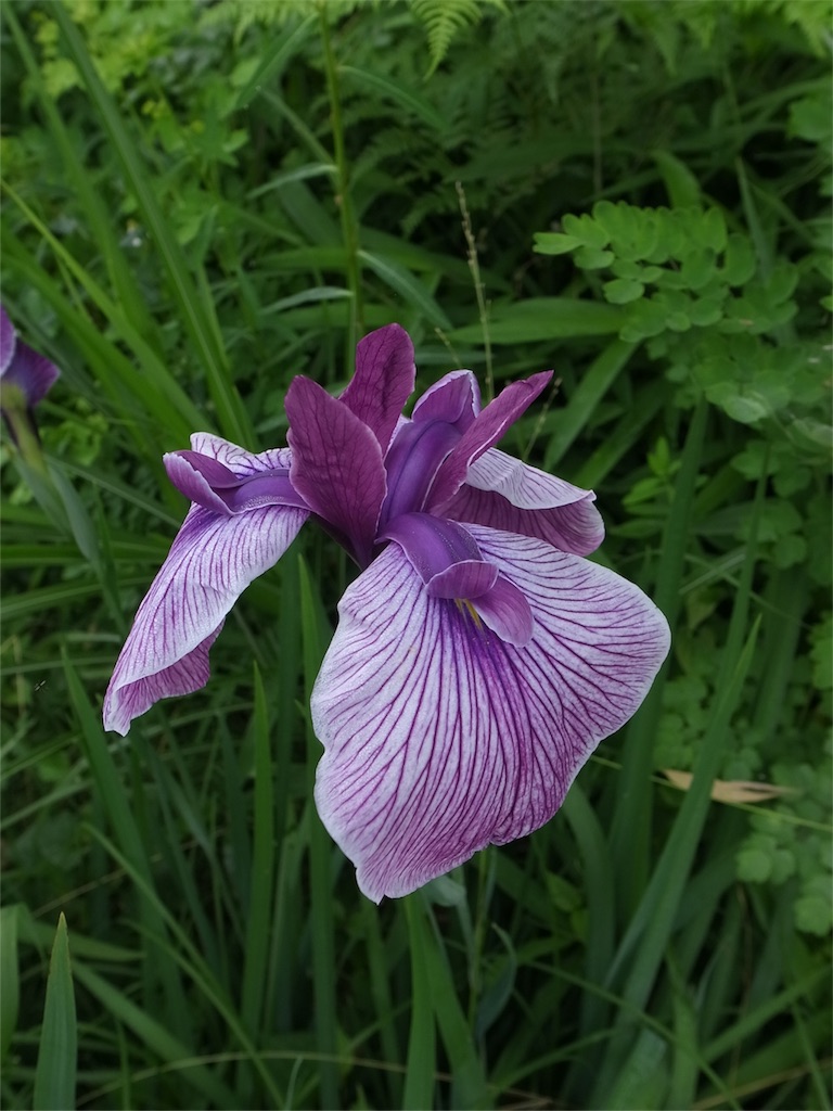 f:id:kosanikki:20200618173213j:image