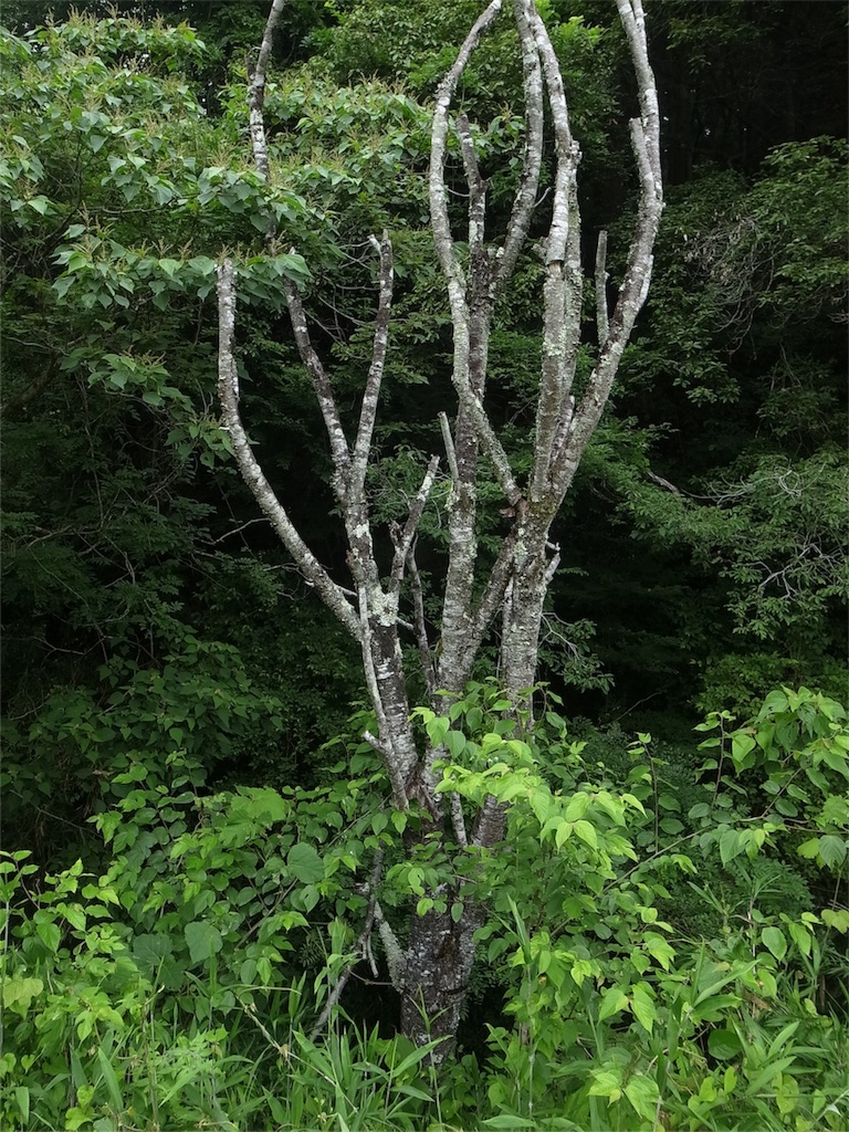 f:id:kosanikki:20200618173215j:image