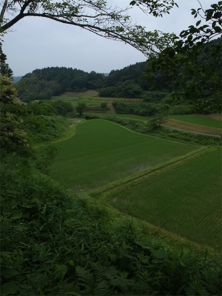 f:id:kosanikki:20200618173217j:image