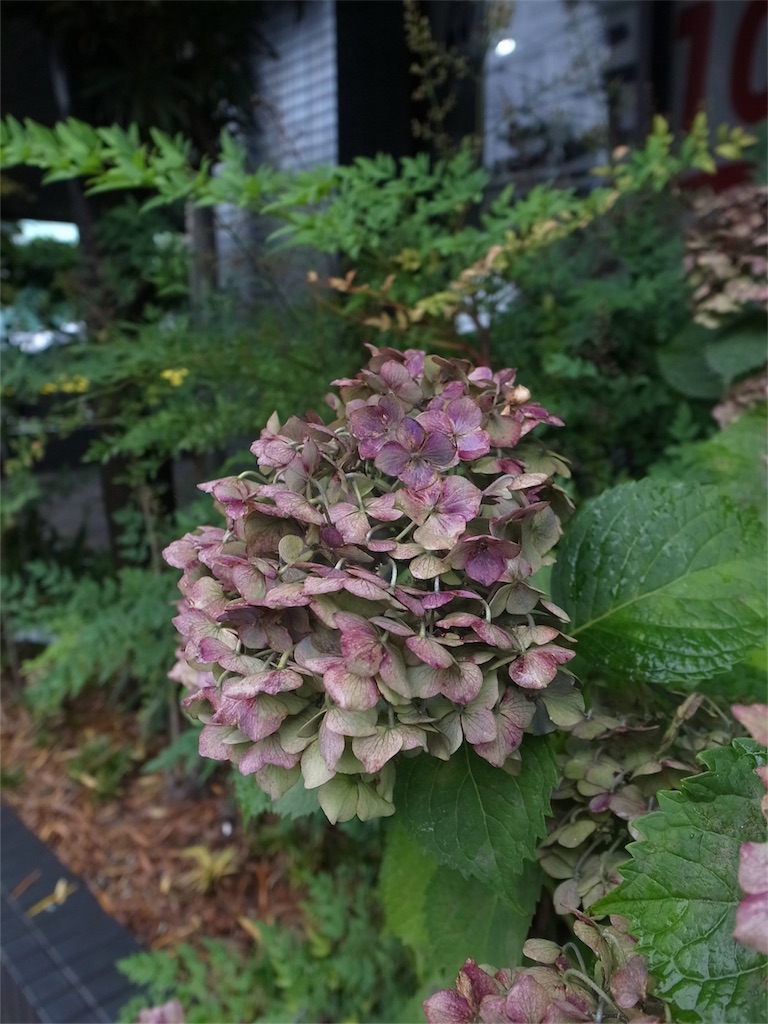 f:id:kosanikki:20200711165718j:image