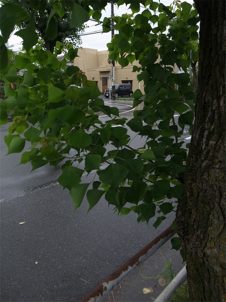 f:id:kosanikki:20200711165727j:image