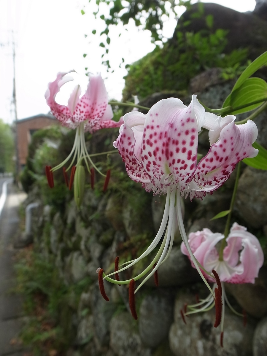 f:id:kosanikki:20200806182930j:plain