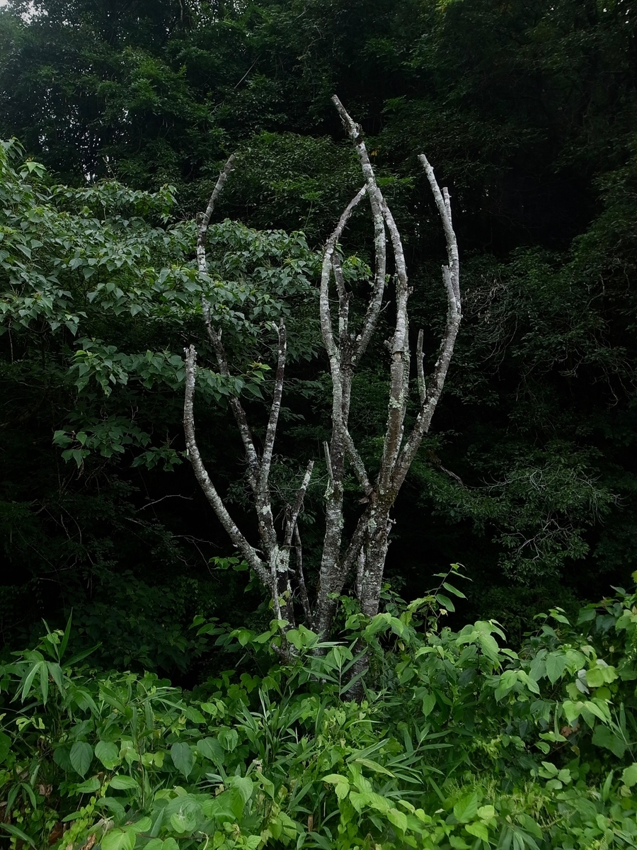 f:id:kosanikki:20200806183006j:plain