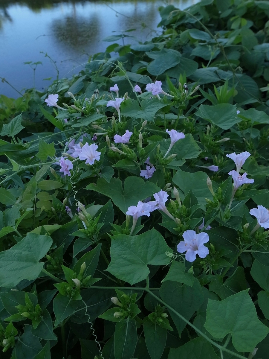 f:id:kosanikki:20200813190153j:plain