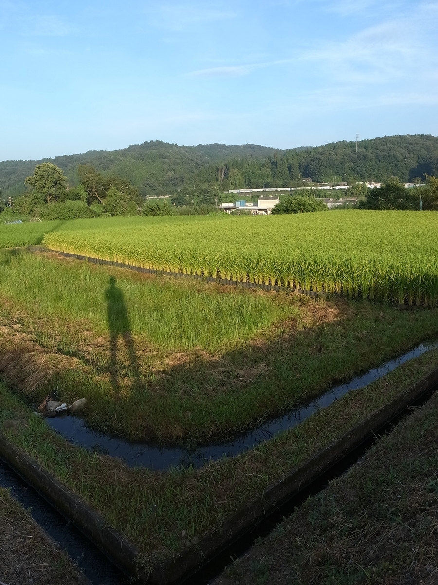 f:id:kosanikki:20200818194406j:plain