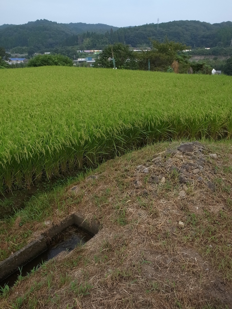 f:id:kosanikki:20200819180714j:plain