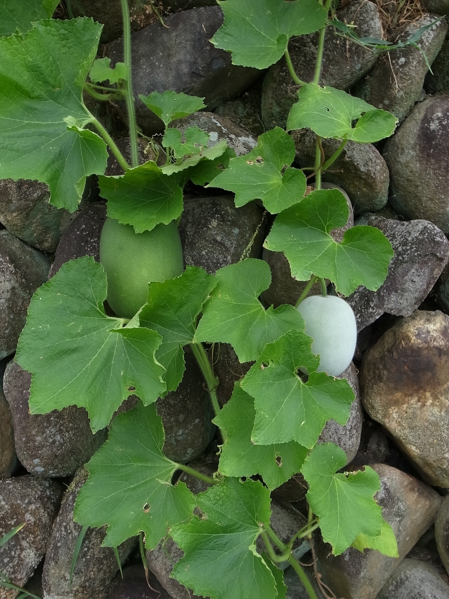 f:id:kosanikki:20200827202854j:plain