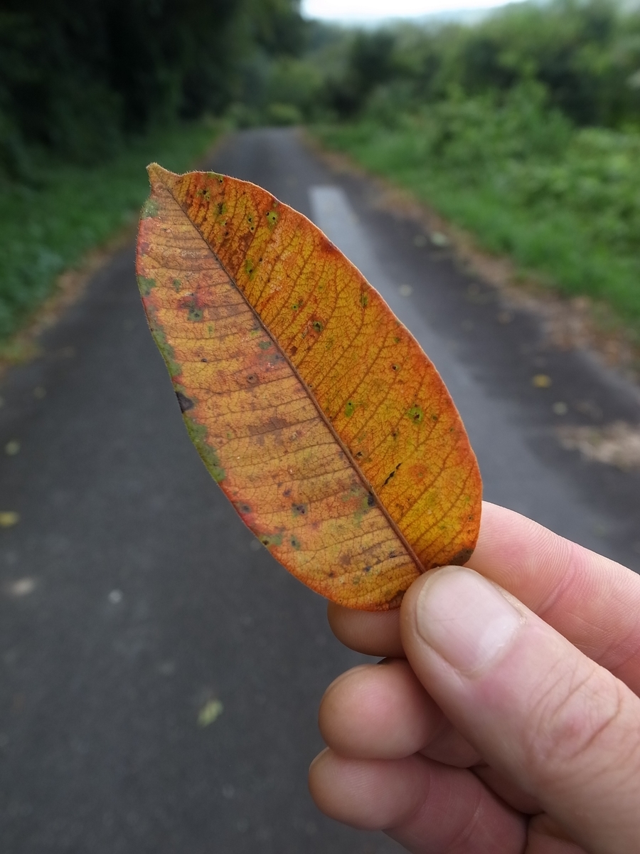 f:id:kosanikki:20200827202917j:plain