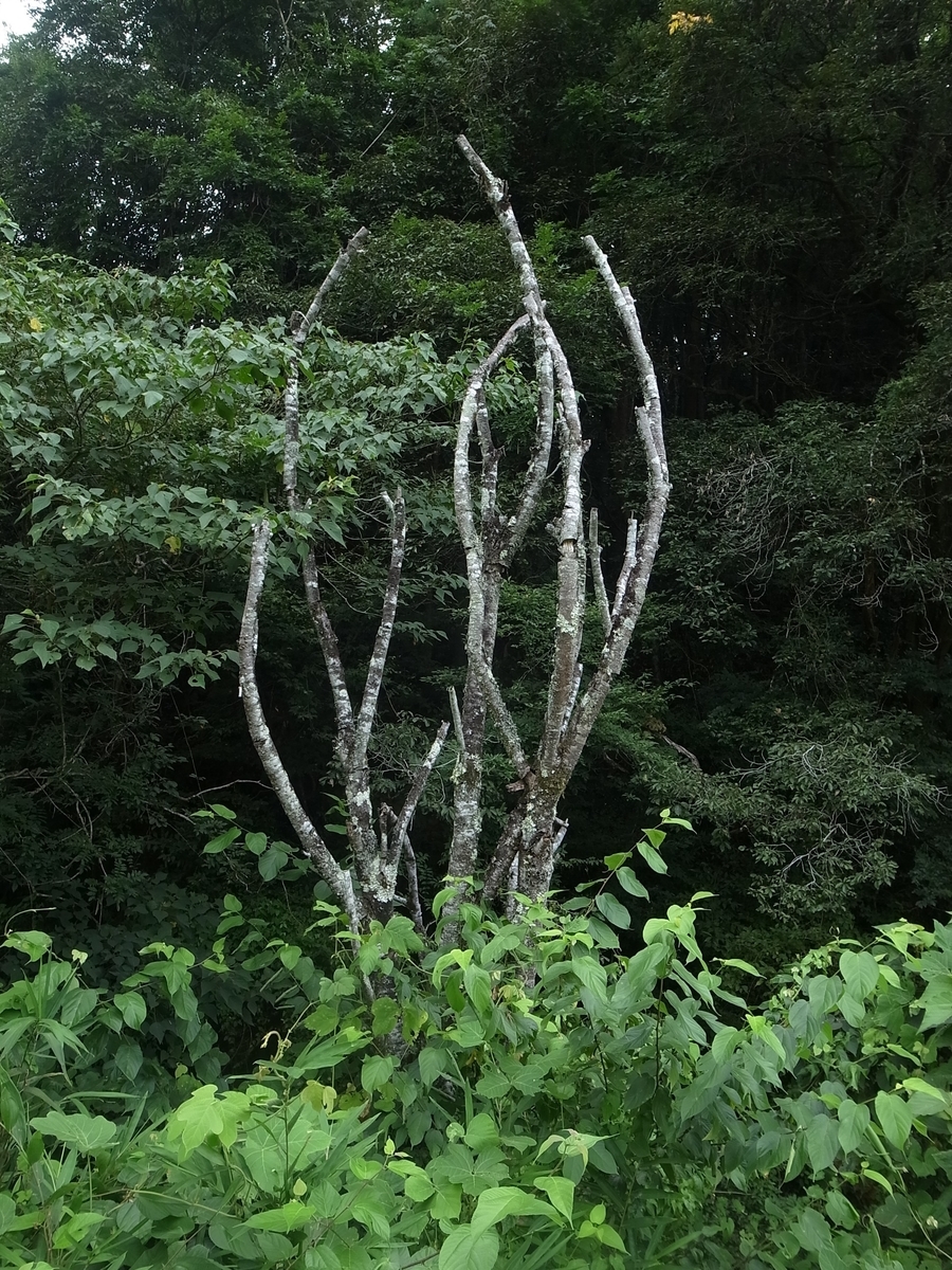 f:id:kosanikki:20200827202934j:plain