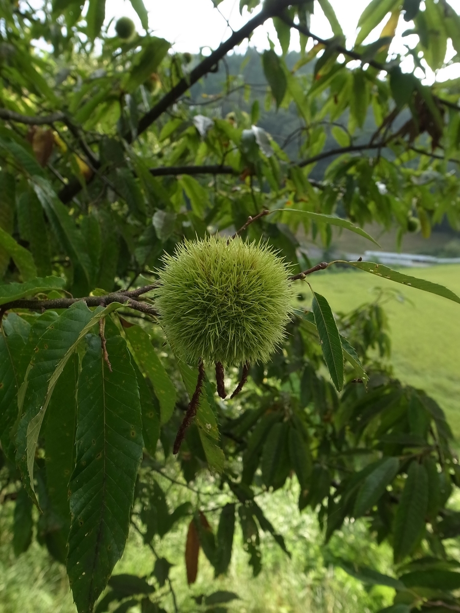 f:id:kosanikki:20200827202943j:plain