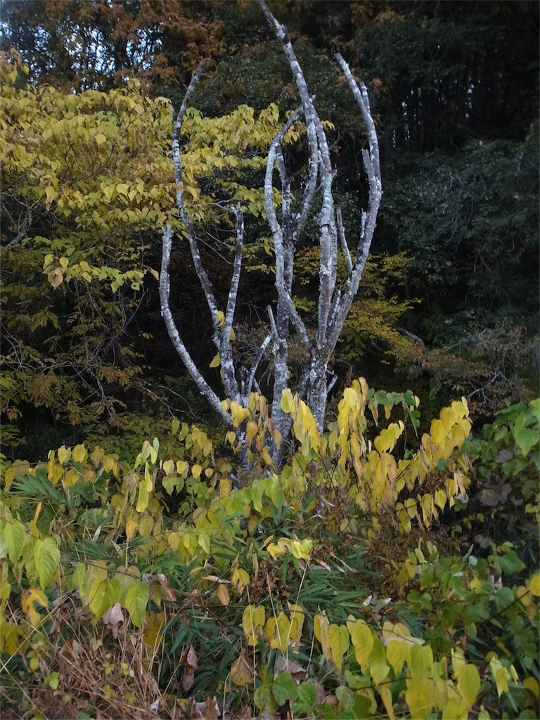 f:id:kosanikki:20201116180048j:image