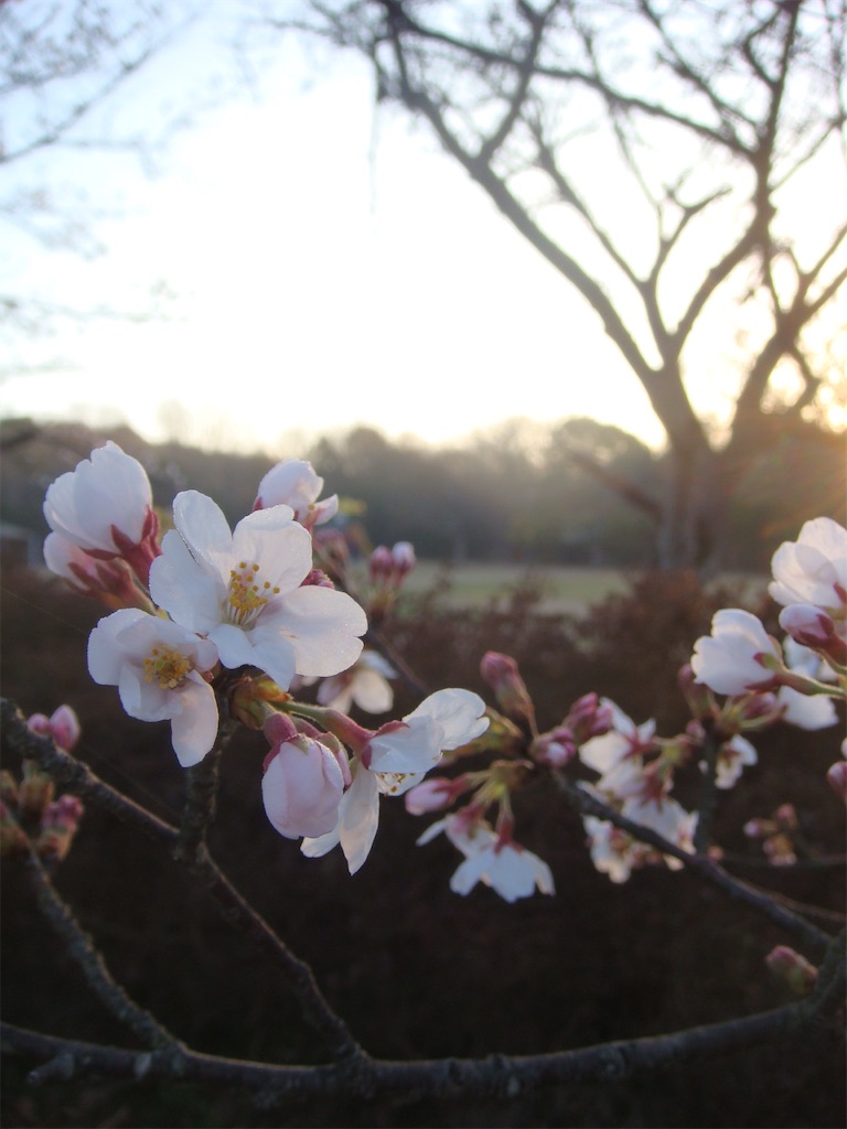 f:id:kosanikki:20210323140515j:image