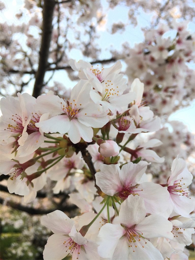 f:id:kosanikki:20210331164516j:image