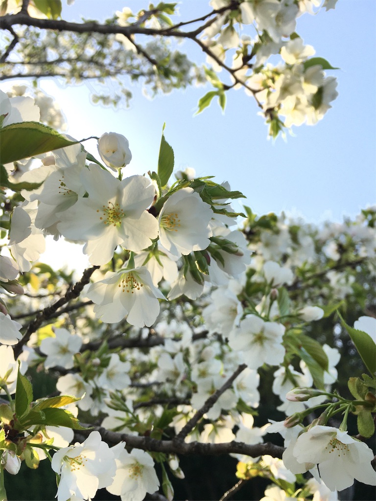 f:id:kosanikki:20210331164524j:image