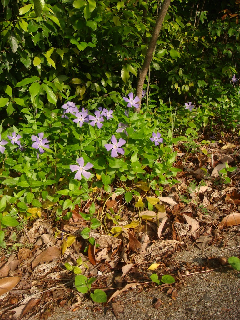 f:id:kosanikki:20210420190646j:image