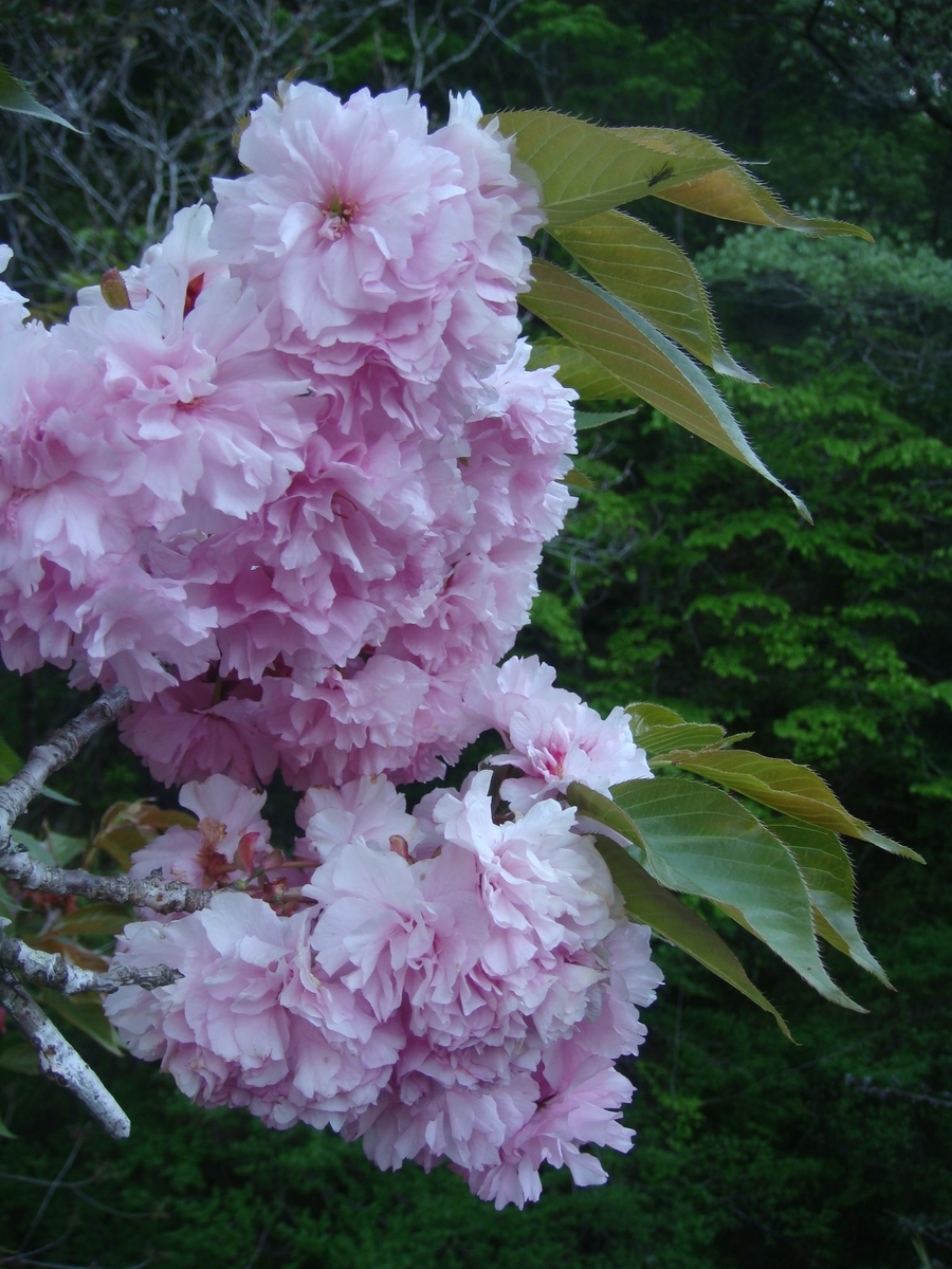 f:id:kosanikki:20210422145356j:plain