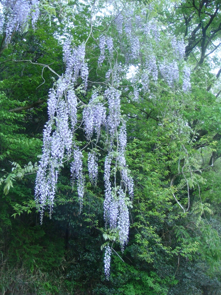 f:id:kosanikki:20210422145403j:plain