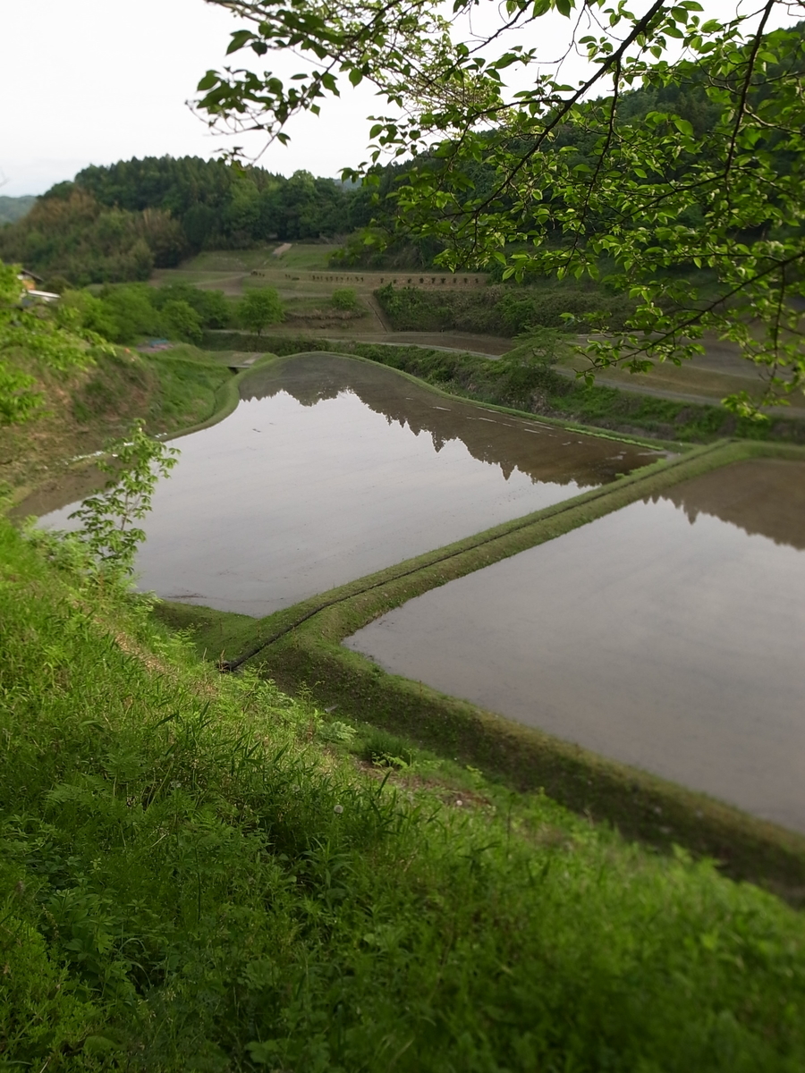 f:id:kosanikki:20210512162327j:plain