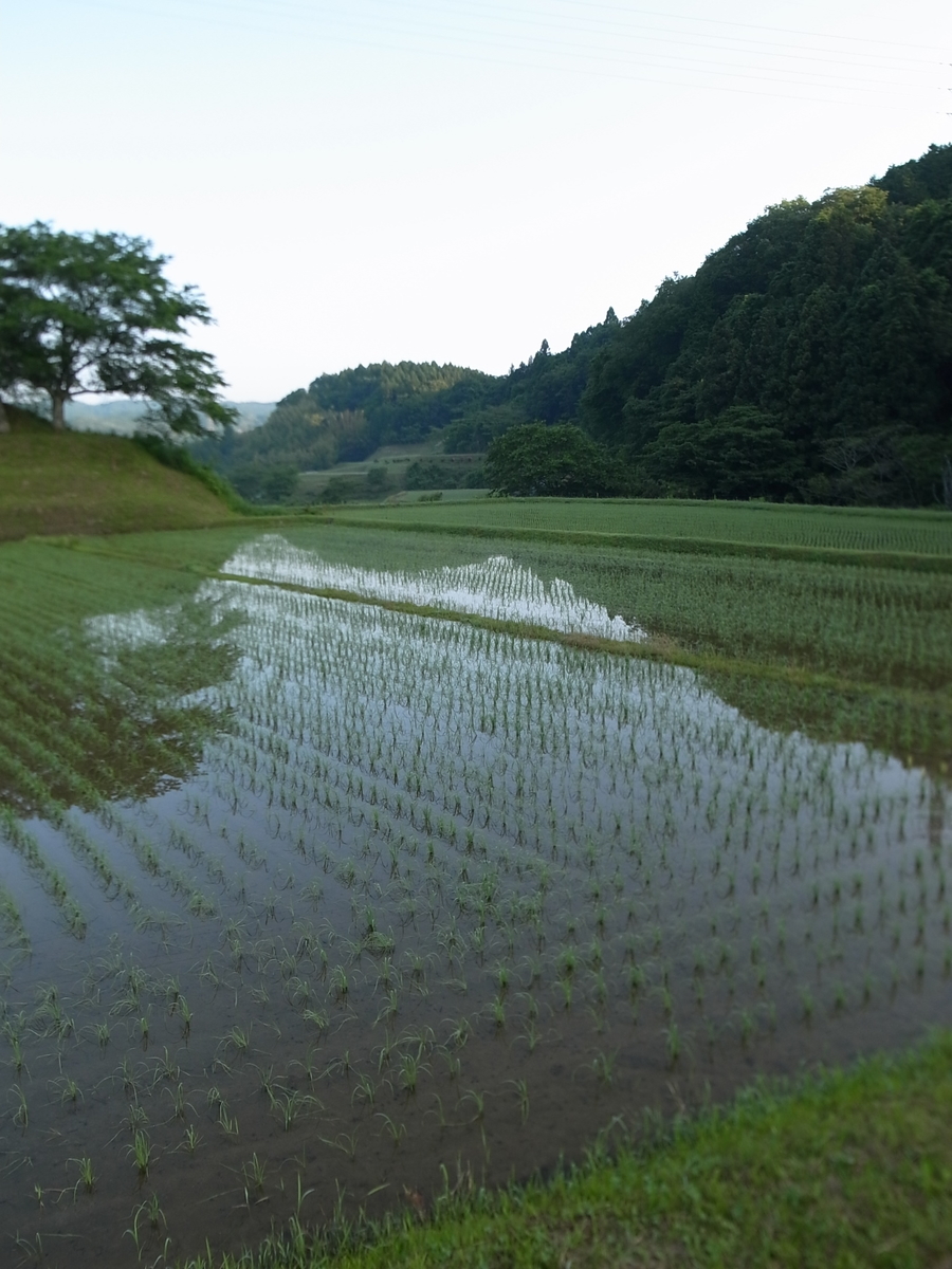 f:id:kosanikki:20210601172818j:plain