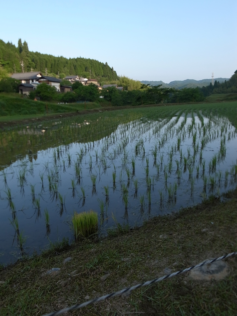 f:id:kosanikki:20210601173312j:plain