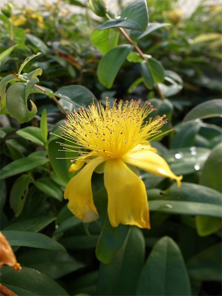 f:id:kosanikki:20210605165354j:image