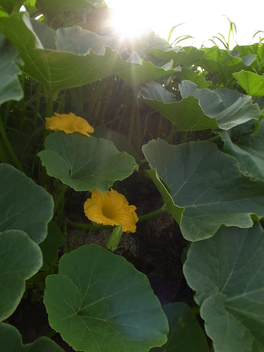 f:id:kosanikki:20210624132104j:plain