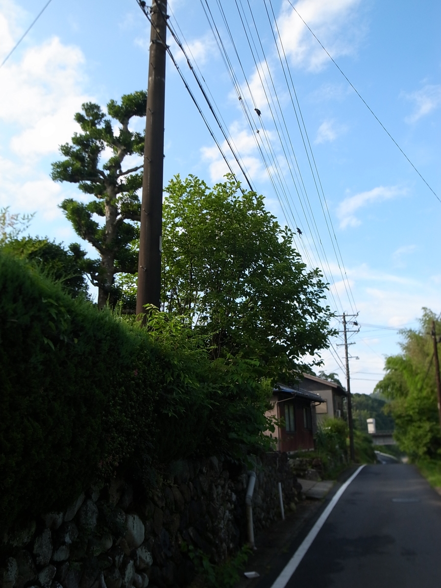 f:id:kosanikki:20210627175136j:plain