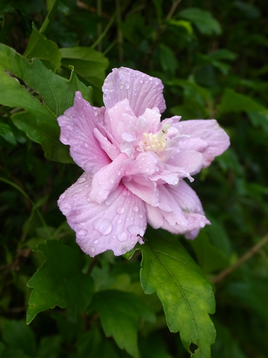 f:id:kosanikki:20210715090127j:plain