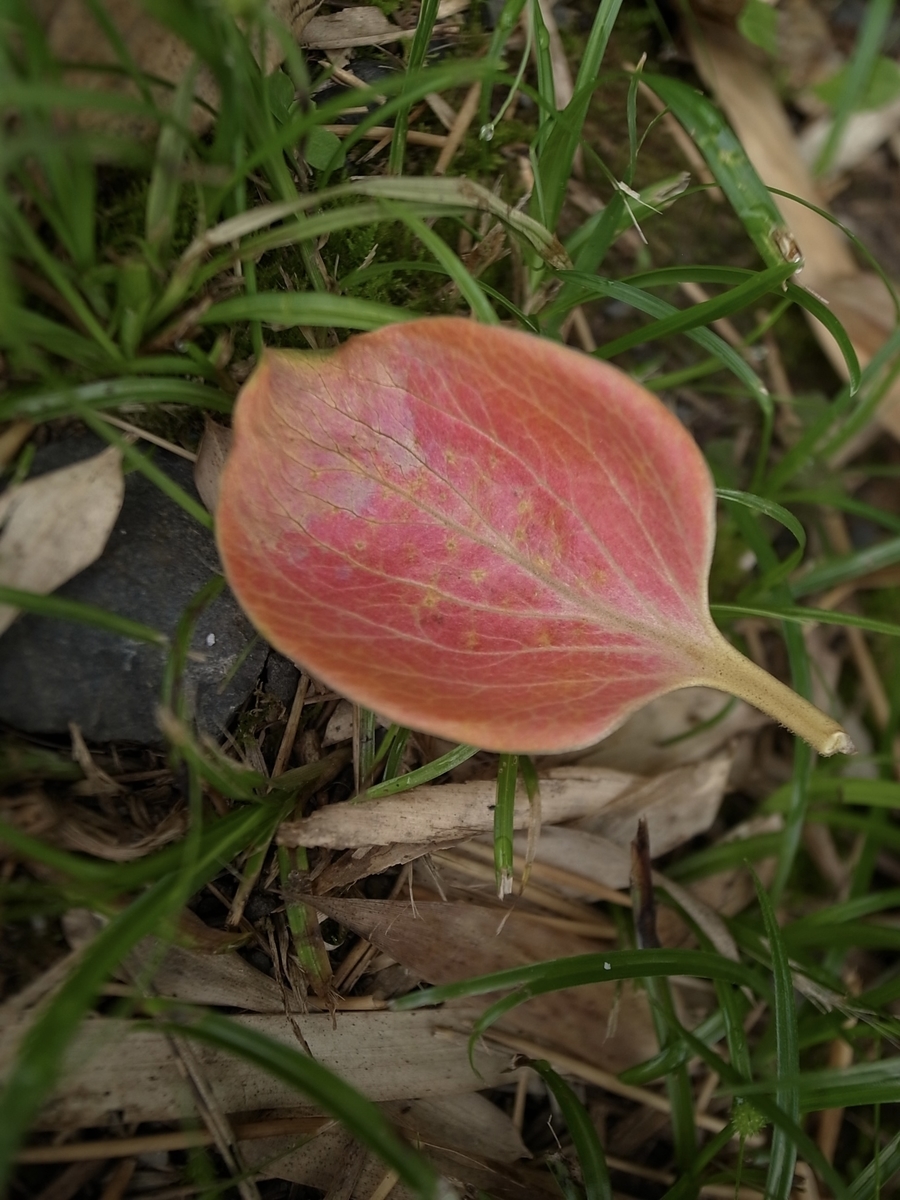 f:id:kosanikki:20210719153917j:plain