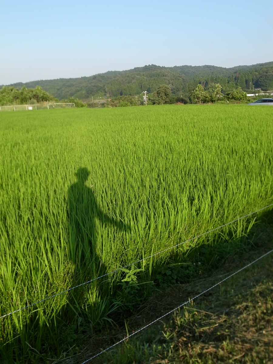 f:id:kosanikki:20210720164822j:plain