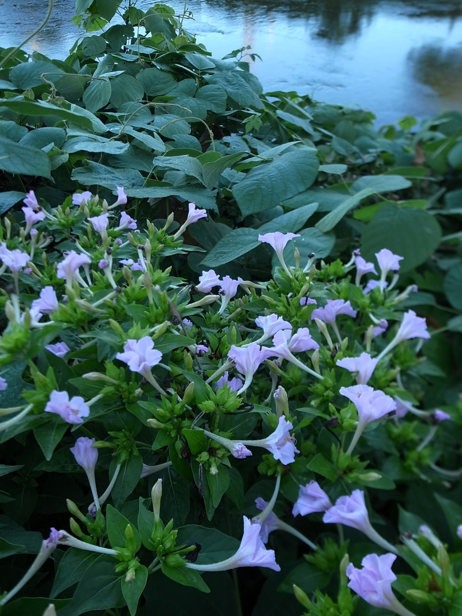 f:id:kosanikki:20210804122538j:plain