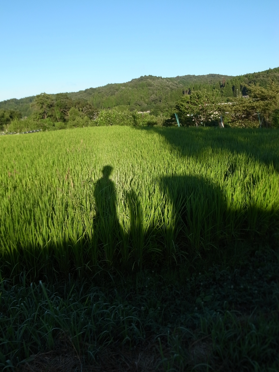 f:id:kosanikki:20210804122552j:plain