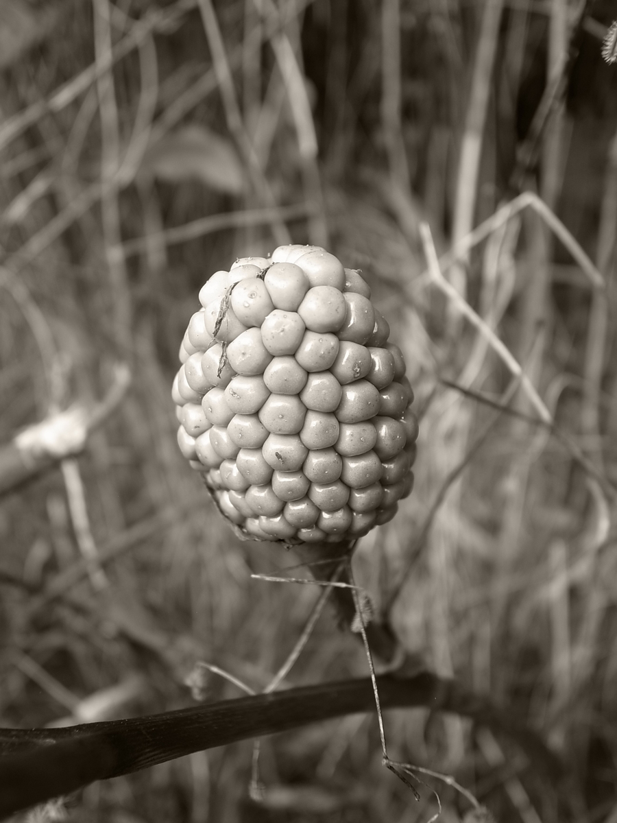 f:id:kosanikki:20210831142205j:plain