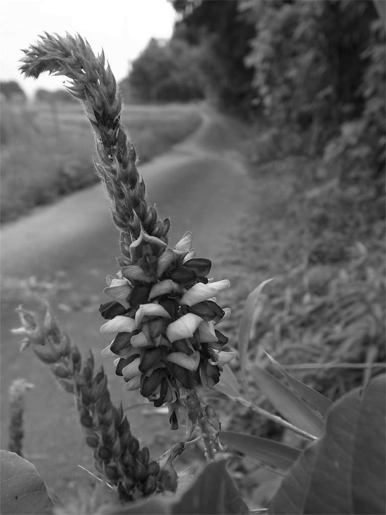 f:id:kosanikki:20210901223131j:image