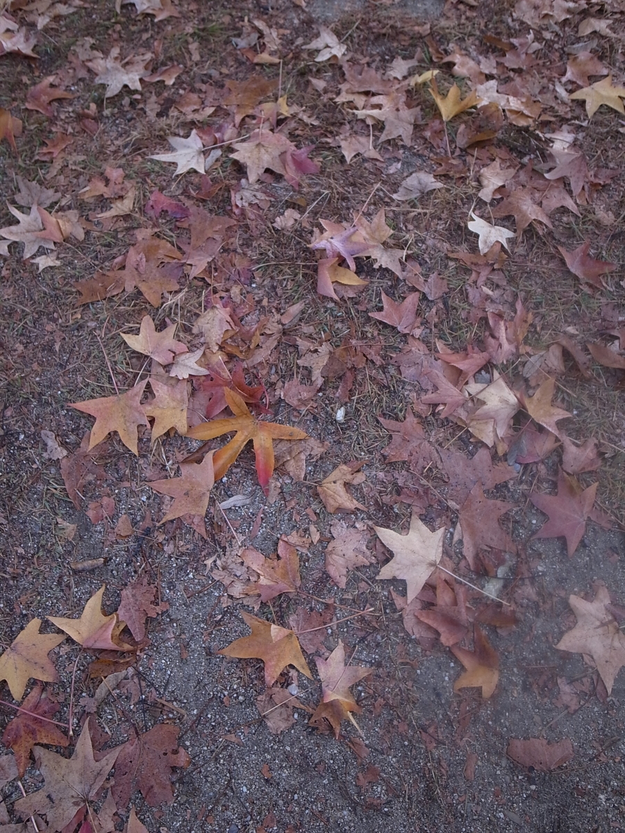 f:id:kosanikki:20211114001459j:plain