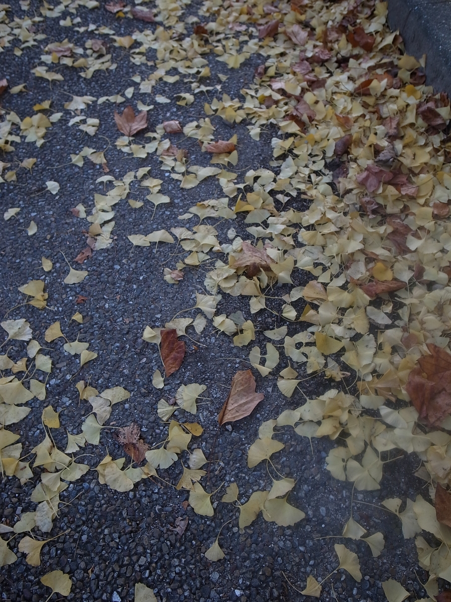 f:id:kosanikki:20211114001539j:plain