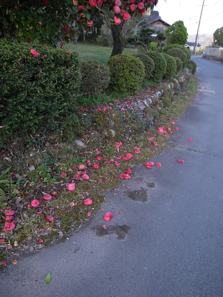 f:id:kosanikki:20220412174055j:plain