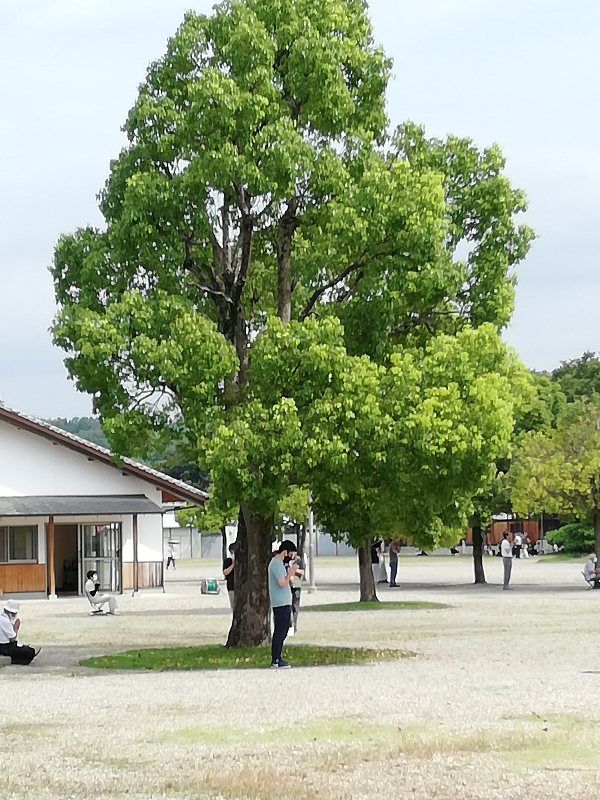 f:id:kosetu-tenkei:20210829145944j:plain