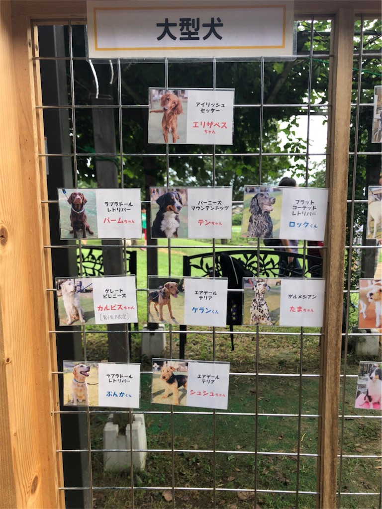 f:id:koshi_kakoii:20190820212759j:image