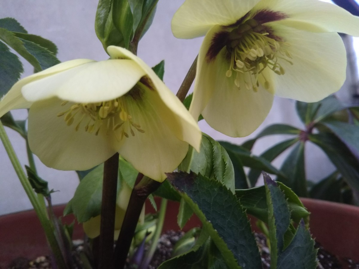 f:id:koshiji:20200310200824j:plain f:id:koshiji:20200310200824j:plain