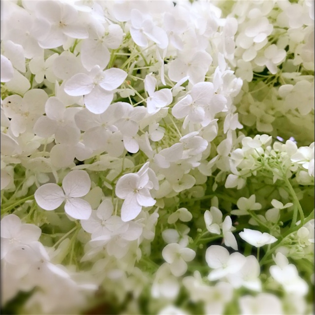 f:id:koshikakeol:20190630134732j:image f:id:koshikakeol:20190630134732j:image