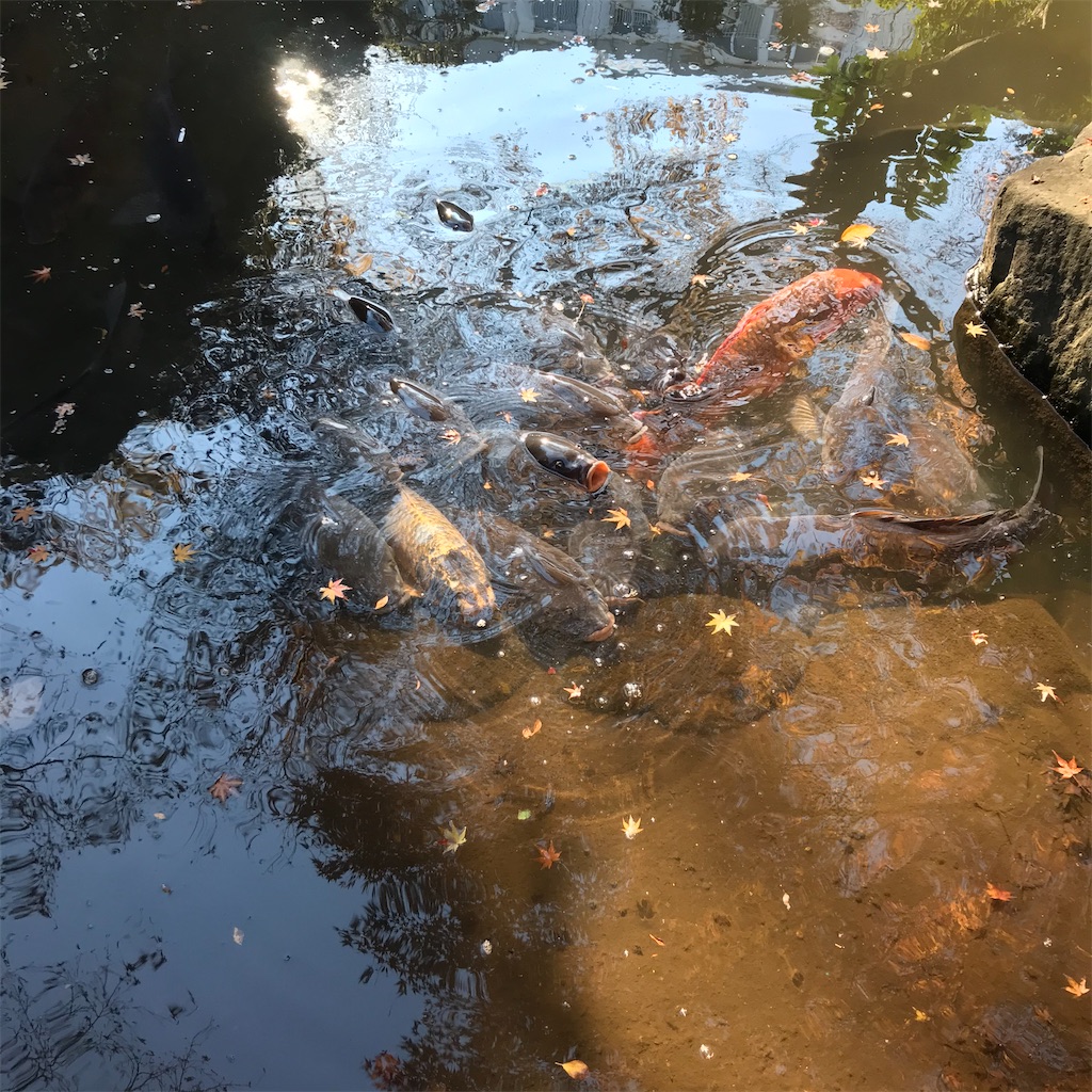 f:id:koshikakeol:20191208163547j:image