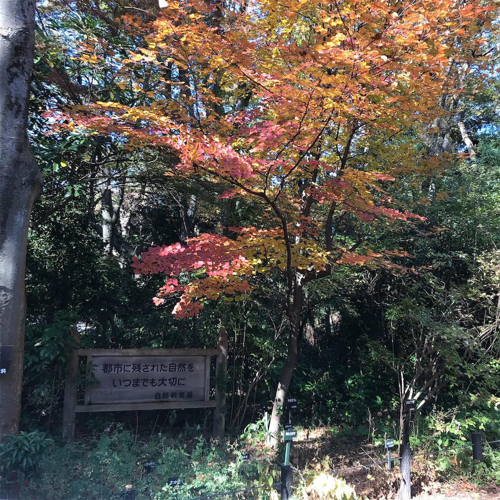 f:id:koshikakeol:20191208214125j:image f:id:koshikakeol:20191208214125j:image